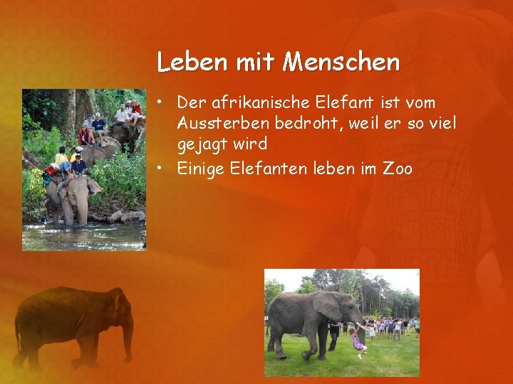 Leben mit Menschen • Der afrikanische Elefant ist vom Aussterben bedroht, weil er so