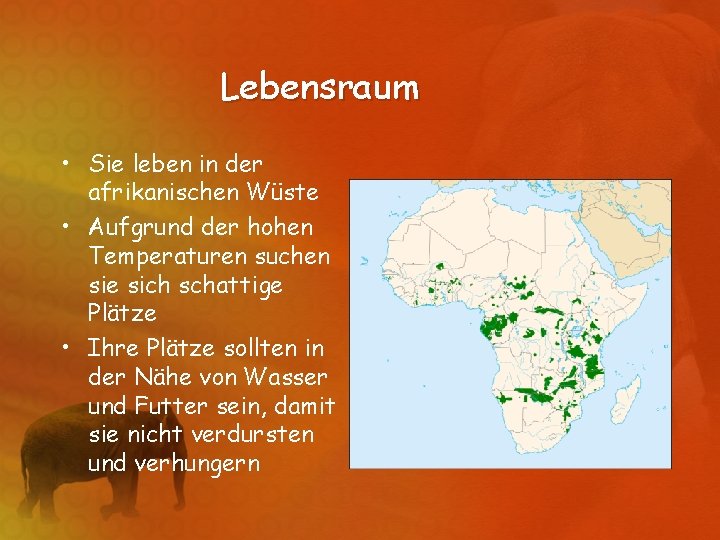 Lebensraum • Sie leben in der afrikanischen Wüste • Aufgrund der hohen Temperaturen suchen