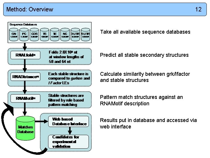 Method: Overview 12 Take all available sequence databases Predict all stable secondary structures Calculate