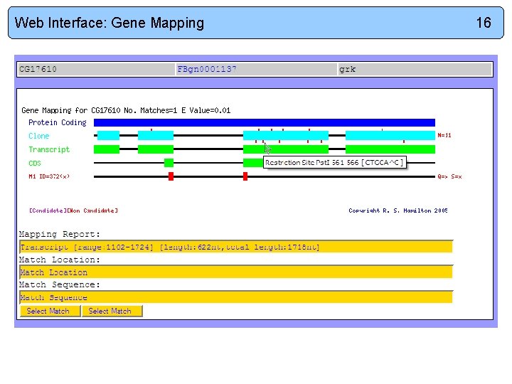 Web Interface: Gene Mapping 16 