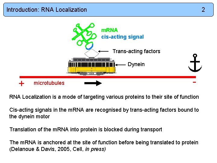 Introduction: RNA Localization 2 m. RNA cis-acting signal Trans-acting factors Dynein + microtubules -