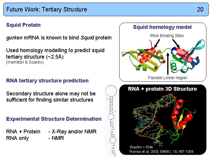 Future Work: Tertiary Structure Squid Protein 20 Squid homology model gurken m. RNA is