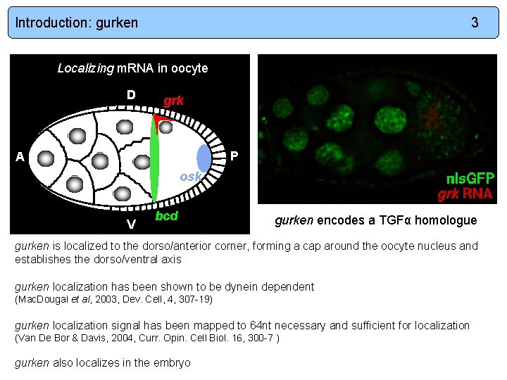 Introduction: gurken 3 Localizing m. RNA in oocyte D grk P A osk V