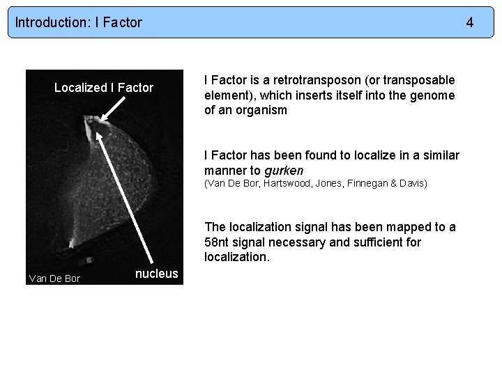 Introduction: I Factor Localized I Factor 4 I Factor is a retrotransposon (or transposable