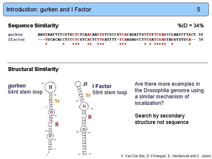 Introduction: gurken and I Factor 5 Sequence Similarity gurken Ifactor %ID = 34% AAGTAATTTTCGTGCTCTCAACAATTGTCGCCGTCACAGATTGTTGTTCGAGCCGAATCTTACT