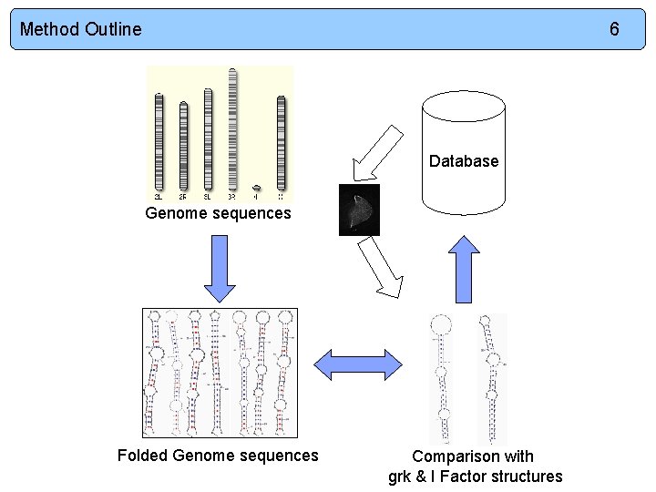 Method Outline 6 Database Genome sequences Folded Genome sequences Comparison with grk & I