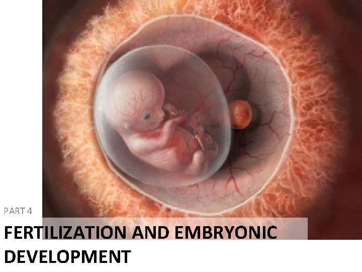 PART 4 FERTILIZATION AND EMBRYONIC DEVELOPMENT 