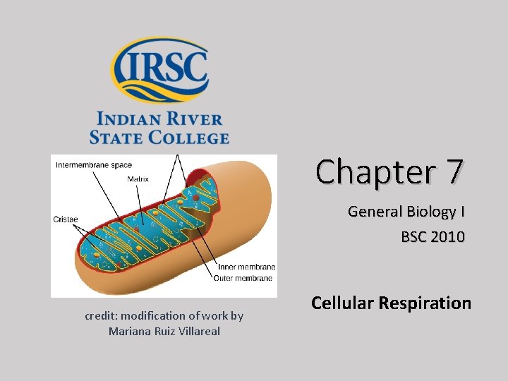 Chapter 7 General Biology I BSC 2010 credit: modification of work by Mariana Ruiz