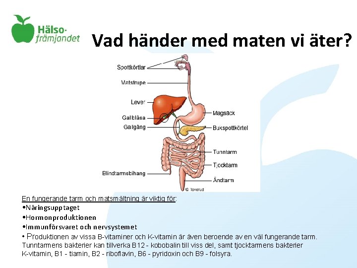 Vad händer med maten vi äter? En fungerande tarm och matsmältning är viktig för: