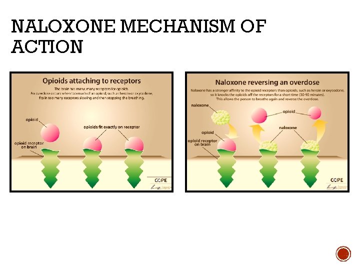 NALOXONE MECHANISM OF ACTION Source: http: //www. copeaustralia. com. au/naloxone/ 