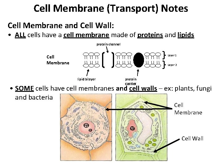 Cell Membrane (Transport) Notes Cell Membrane and Cell Wall: • ALL cells have a