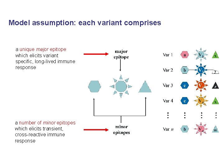 Model assumption: each variant comprises a unique major epitope which elicits variant specific, long-lived