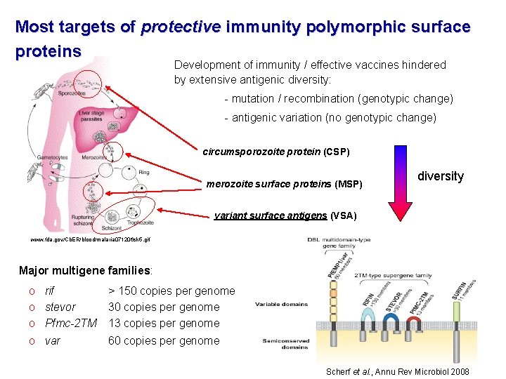 Most targets of protective immunity polymorphic surface proteins Development of immunity / effective vaccines