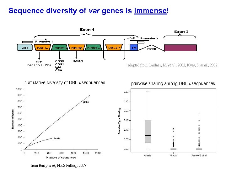Sequence diversity of var genes is immense! adapted from Gardner, M. et al. ,