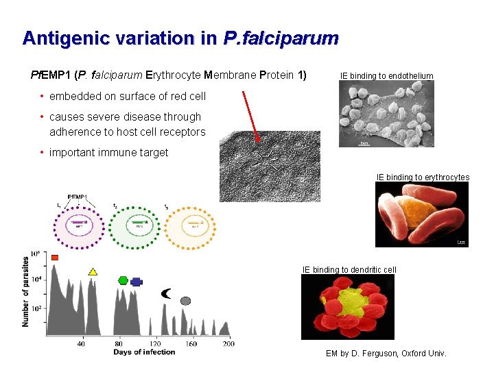 Antigenic variation in P. falciparum Pf. EMP 1 (P. falciparum Erythrocyte Membrane Protein 1)