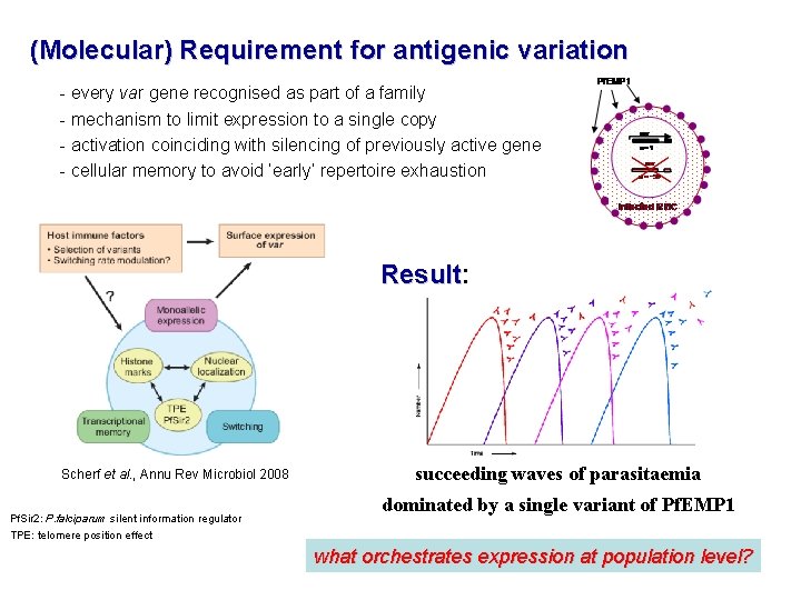(Molecular) Requirement for antigenic variation - every var gene recognised as part of a