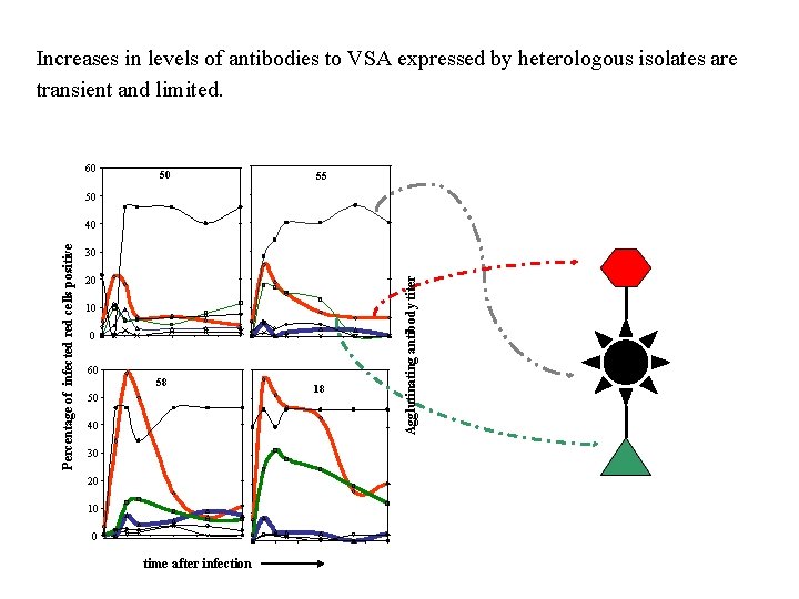 Increases in levels of antibodies to VSA expressed by heterologous isolates are transient and