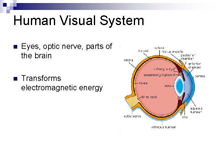 Human Visual System n Eyes, optic nerve, parts of the brain n Transforms electromagnetic