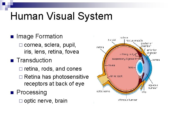 Human Visual System n Image Formation ¨ cornea, sclera, pupil, iris, lens, retina, fovea