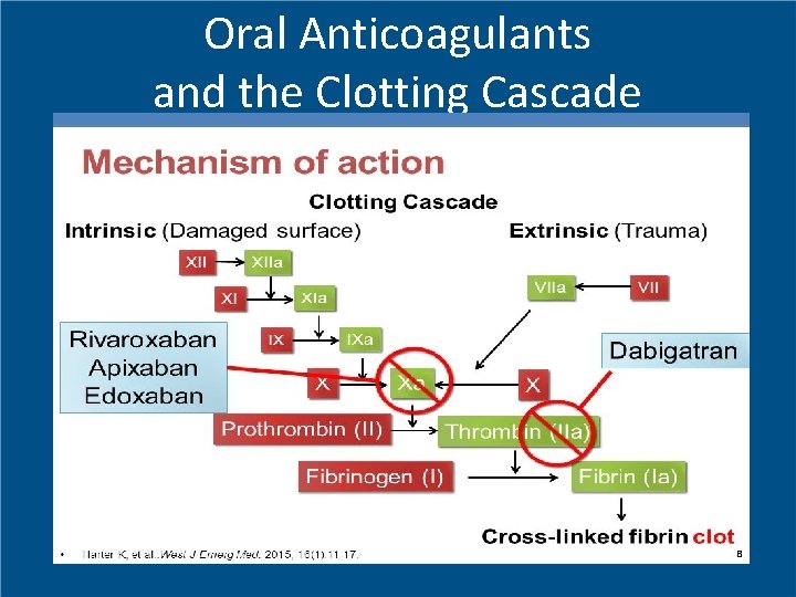Oral Anticoagulants and the Clotting Cascade 
