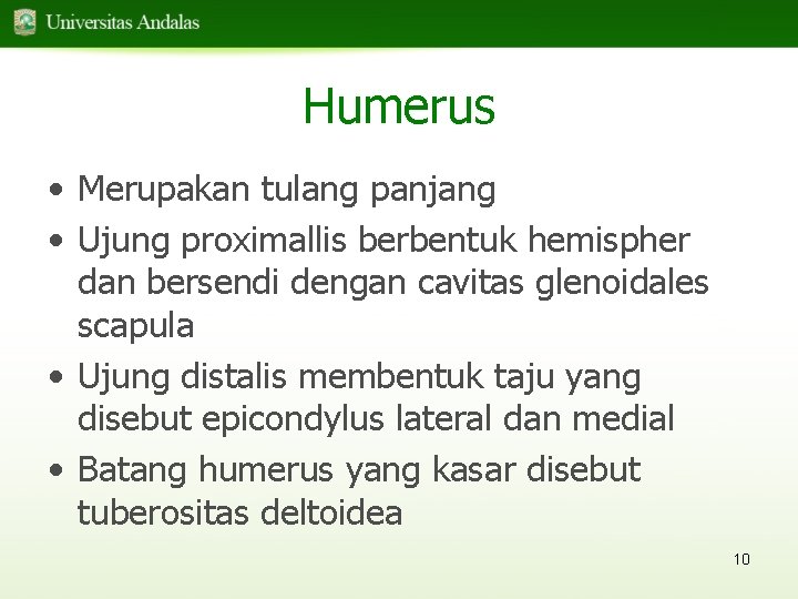 Humerus • Merupakan tulang panjang • Ujung proximallis berbentuk hemispher dan bersendi dengan cavitas
