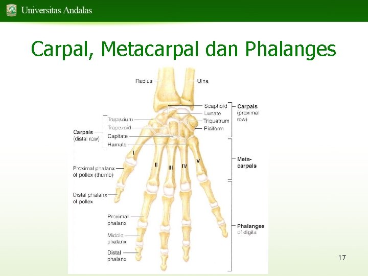 Carpal, Metacarpal dan Phalanges 17 