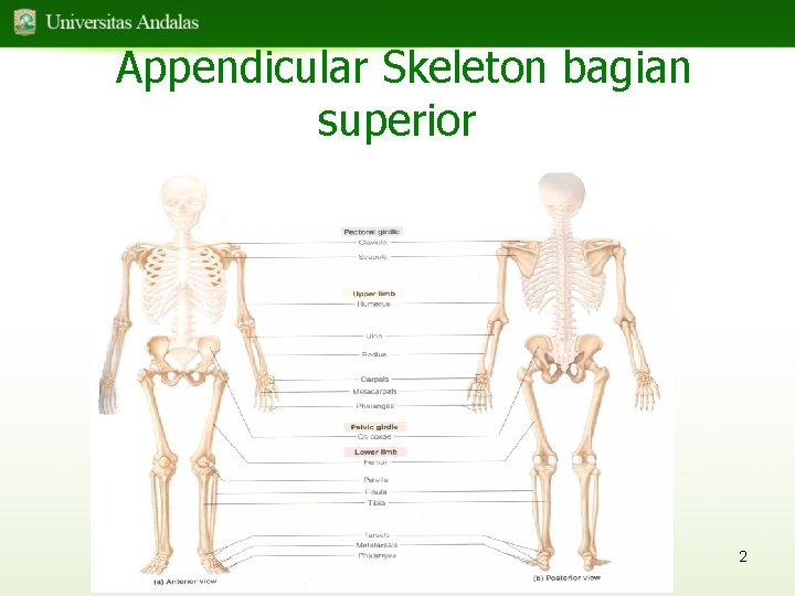 Appendicular Skeleton bagian superior 2 