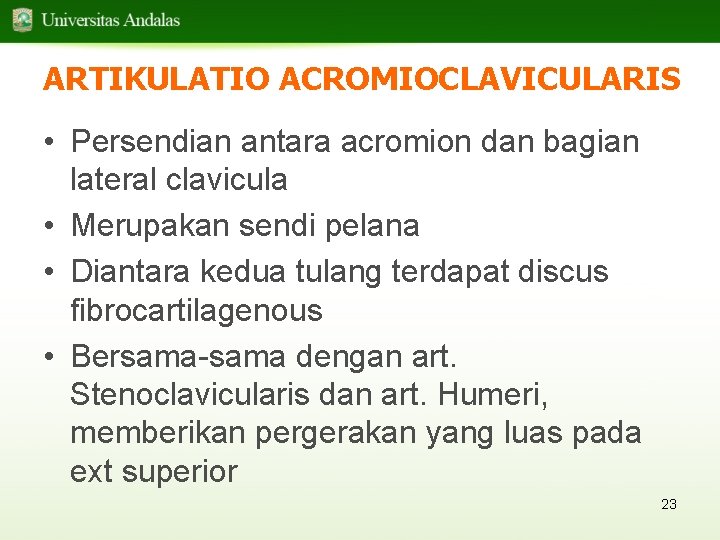 ARTIKULATIO ACROMIOCLAVICULARIS • Persendian antara acromion dan bagian lateral clavicula • Merupakan sendi pelana