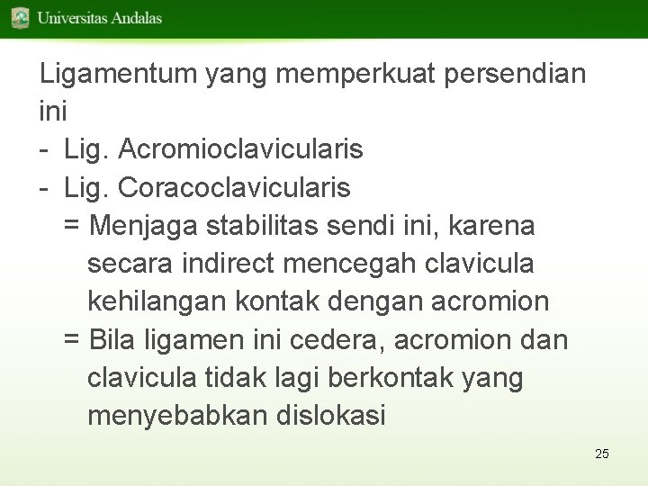 Ligamentum yang memperkuat persendian ini - Lig. Acromioclavicularis - Lig. Coracoclavicularis = Menjaga stabilitas