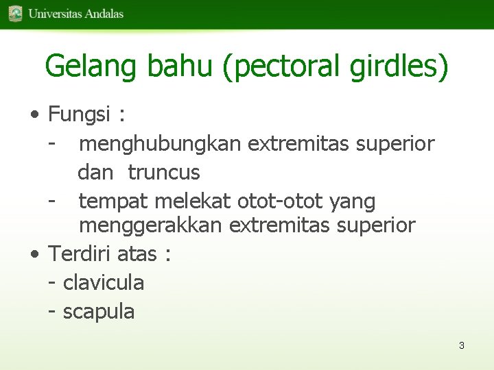 Gelang bahu (pectoral girdles) • Fungsi : - menghubungkan extremitas superior dan truncus -