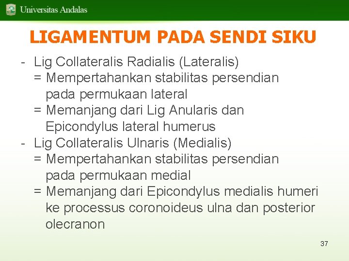 LIGAMENTUM PADA SENDI SIKU - Lig Collateralis Radialis (Lateralis) = Mempertahankan stabilitas persendian pada