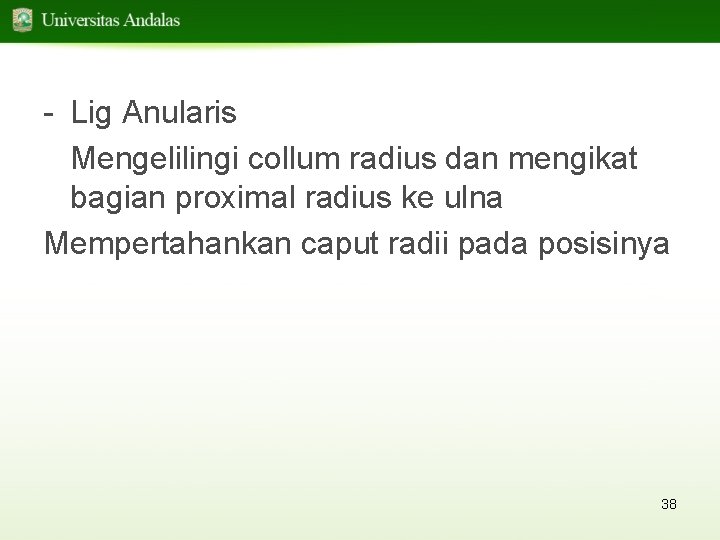 - Lig Anularis Mengelilingi collum radius dan mengikat bagian proximal radius ke ulna Mempertahankan