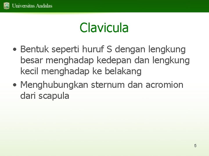 Clavicula • Bentuk seperti huruf S dengan lengkung besar menghadap kedepan dan lengkung kecil