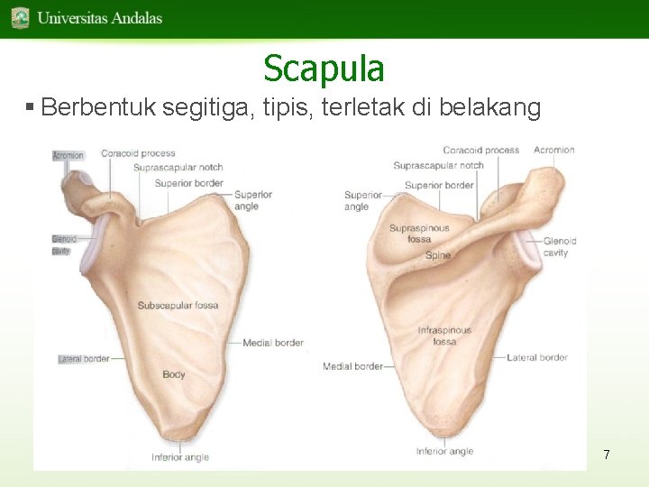 Scapula § Berbentuk segitiga, tipis, terletak di belakang 7 