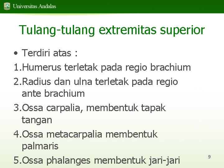 Tulang-tulang extremitas superior • Terdiri atas : 1. Humerus terletak pada regio brachium 2.