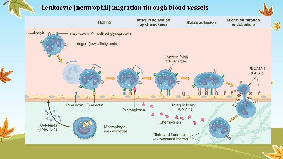 Leukocyte (neutrophil) migration through blood vessels 