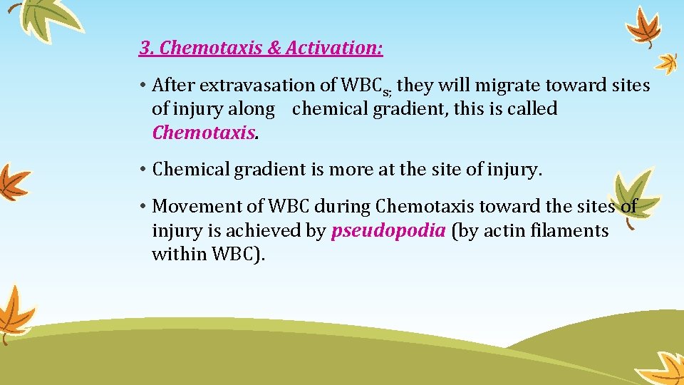 3. Chemotaxis & Activation: • After extravasation of WBCs; they will migrate toward sites