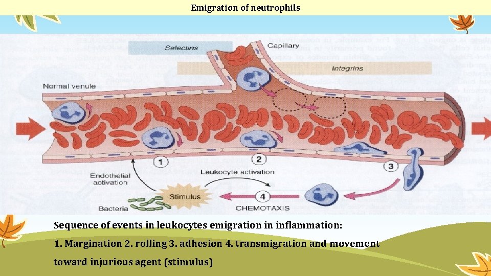 Emigration of neutrophils Sequence of events in leukocytes emigration in inflammation: 1. Margination 2.