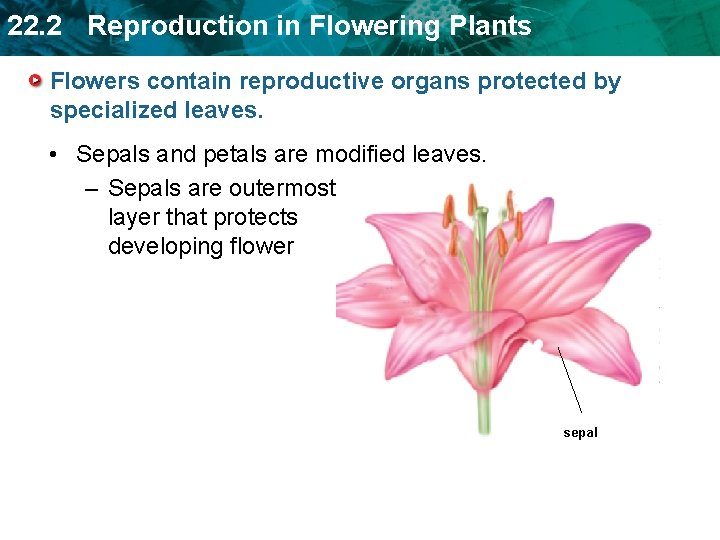 22. 2 Reproduction in Flowering Plants Flowers contain reproductive organs protected by specialized leaves.