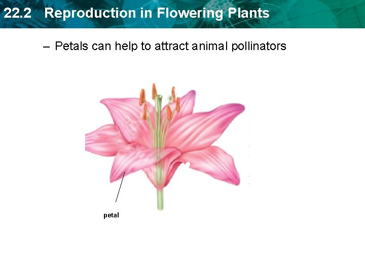 22. 2 Reproduction in Flowering Plants – Petals can help to attract animal pollinators