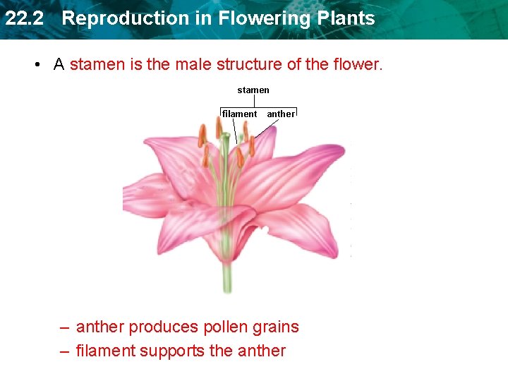 22. 2 Reproduction in Flowering Plants • A stamen is the male structure of