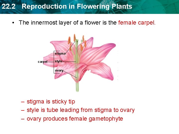 22. 2 Reproduction in Flowering Plants • The innermost layer of a flower is