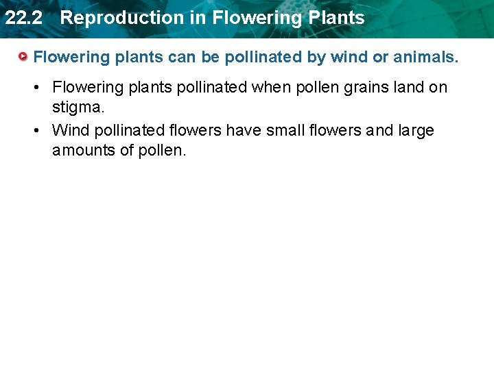 22. 2 Reproduction in Flowering Plants Flowering plants can be pollinated by wind or