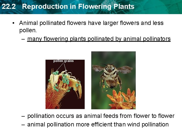 22. 2 Reproduction in Flowering Plants • Animal pollinated flowers have larger flowers and