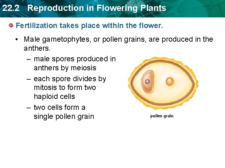 22. 2 Reproduction in Flowering Plants Fertilization takes place within the flower. • Male