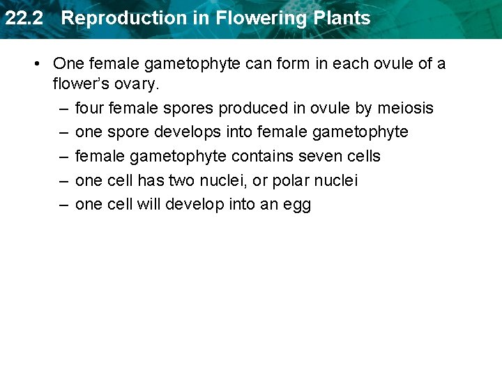 22. 2 Reproduction in Flowering Plants • One female gametophyte can form in each