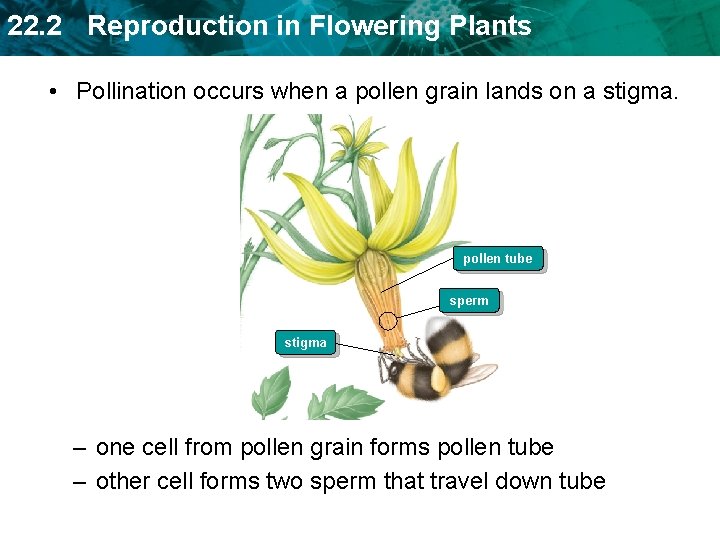 22. 2 Reproduction in Flowering Plants • Pollination occurs when a pollen grain lands