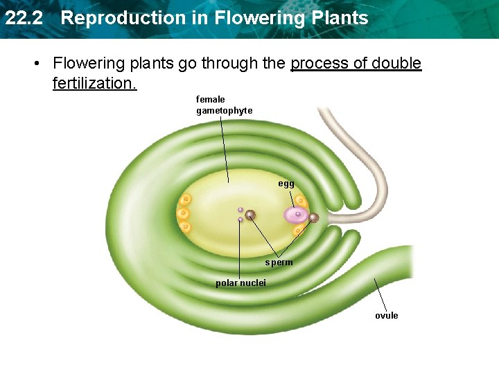 22. 2 Reproduction in Flowering Plants • Flowering plants go through the process of