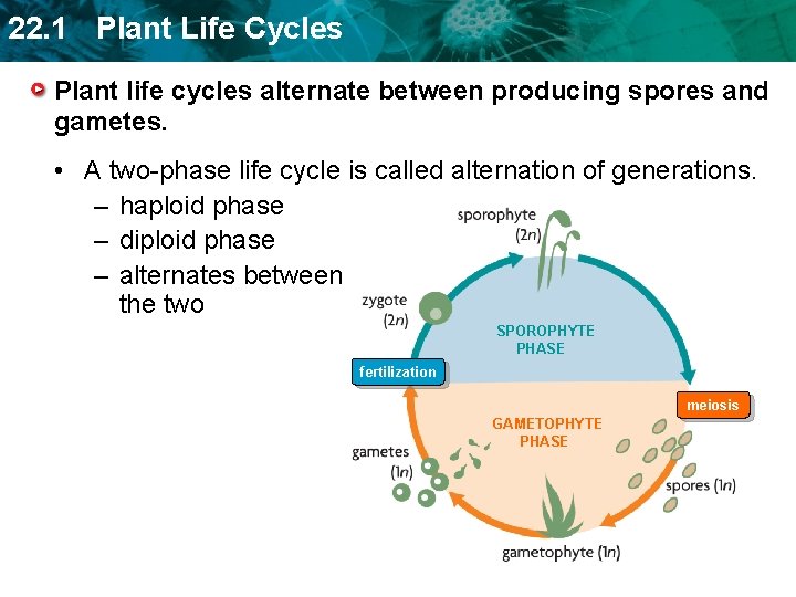 22. 1 Plant Life Cycles Plant life cycles alternate between producing spores and gametes.