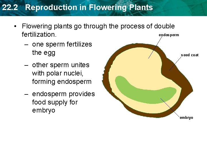 22. 2 Reproduction in Flowering Plants • Flowering plants go through the process of